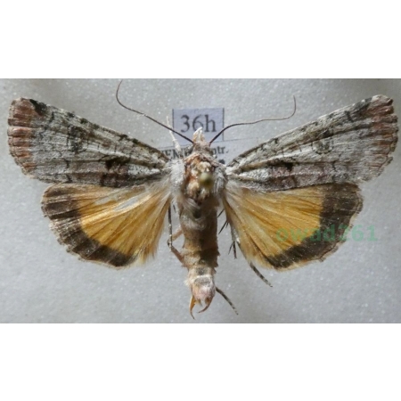 Epilecta linogrisea (Denis & Schiffermüller, 1775) Czech36h